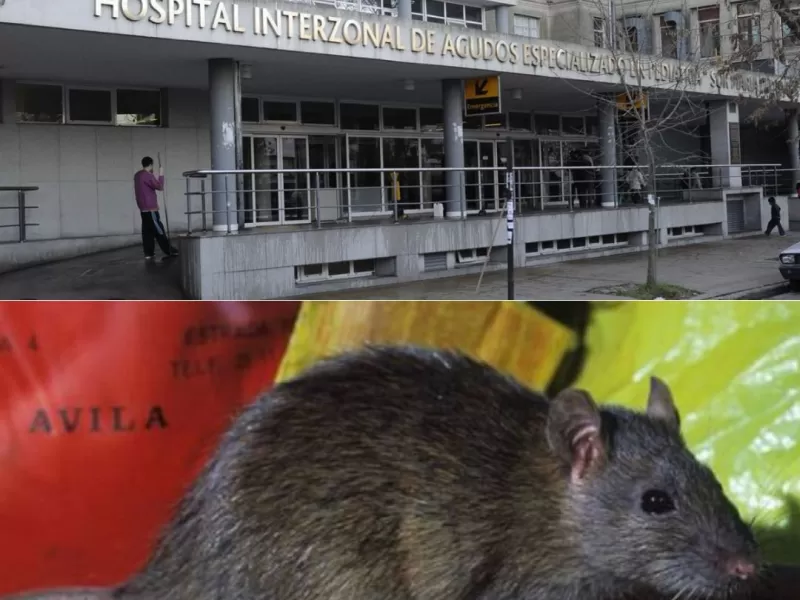 La Plata, tomada por ratas: abandono, hantavirus y la ciudad sin control sanitario
