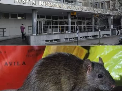 La Plata, tomada por ratas: abandono, hantavirus y la ciudad sin control sanitario