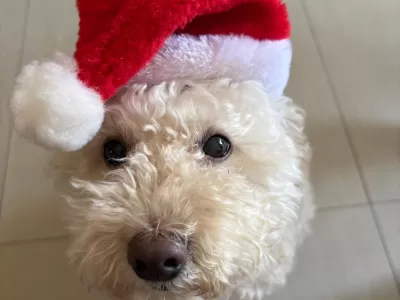 Sammy no es una mascota: Sammy es navidad