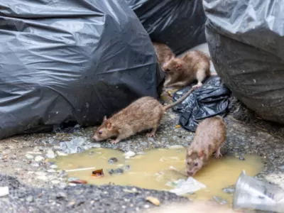 Ratas en las casas,un municipio ocupado con la rosca politica y una cuidad sin control sanitario